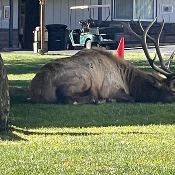Murphy's Resort - Another elk - Resorts Near Me - Estes Park, Colorado Murphy's Resort - Another elk - Resorts Near Me - Estes Park, Colorado