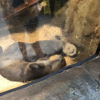 Downtown Aquarium - otters!!!! - Museums Near Me - Denver, Colorado