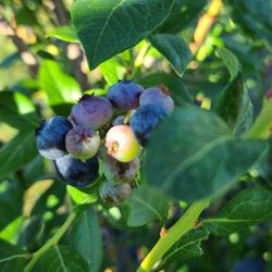 Little Hill Berry Farm - Blueberry bunch