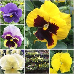 Franklin Brothers Nursery and Greenhouses - Pansies