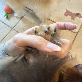 Pampered Puppies - Nails not cut - Pet Groomers Near Me - Victorville, California