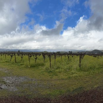 Frog's Leap Winery - Vines - Wineries Near Me - Rutherford, California
