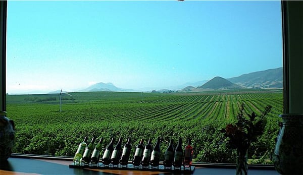 Edna Valley Vineyard by null