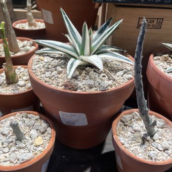 Succulence - Agave 'White Rhino' - Team Building Activities Near Me