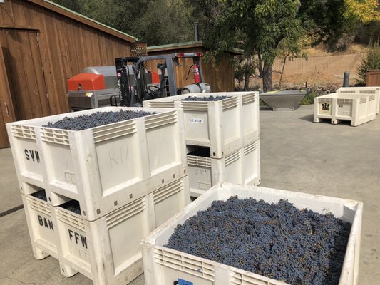 Merus Wines by null