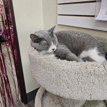 Rescued Treasures Cat Cafe - Snuggle bug - Pet Adoption Near Me - Las Vegas, Nevada Rescued Treasures Cat Cafe - Snuggle bug - Pet Adoption Near Me - Las Vegas, Nevada
