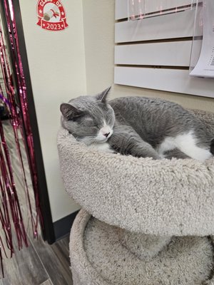 Rescued Treasures Cat Cafe by PALnv by null