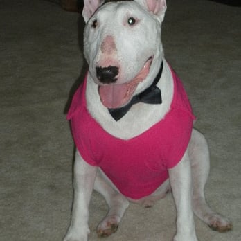 K9 Clan Dog Training - Clients dog - Pet Training Near Me