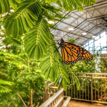 Butterfly Biosphere - Children's Museums Near Me - Lehi, Utah