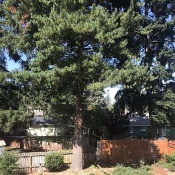 Wizard Tree Service - Before - Tree Services Near Me - Kenmore, Washington