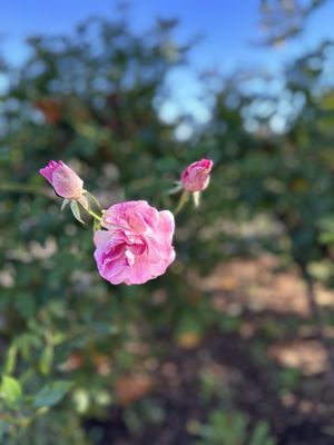 V. Sattui Winery by null