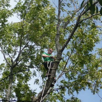 Trees & More - Tree Services Near Me Trees & More - Tree Services Near Me