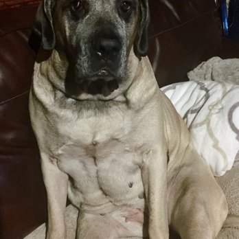 Rock Creek Kennels - Pet Sitting Near Me - Hillsboro, Oregon