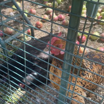 Calico Cidery - Chicken house in the orchard - Cideries Near Me - Julian, California