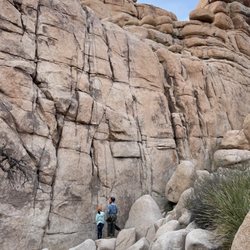 Joshua Tree Lizard