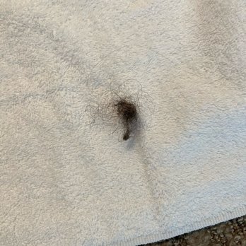 TownePlace Suites Albuquerque North - This is how big the wad of hair was found in a corner near the bed and bathroom - Hotels Near Me - Albuquerque, New Mexico TownePlace Suites Albuquerque North - This is how big the wad of hair was found in a corner near the bed and bathroom - Hotels Near Me - Albuquerque, New Mexico