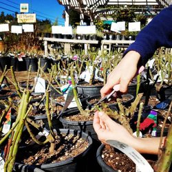 El Plantio Nursery & Landscaping