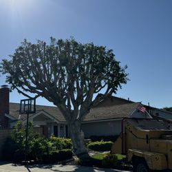 Miguel Tree Service