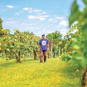 Rebec Vineyards - Working under vines. - Wineries Near Me - Amherst, Virginia