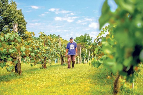 Rebec Vineyards by null