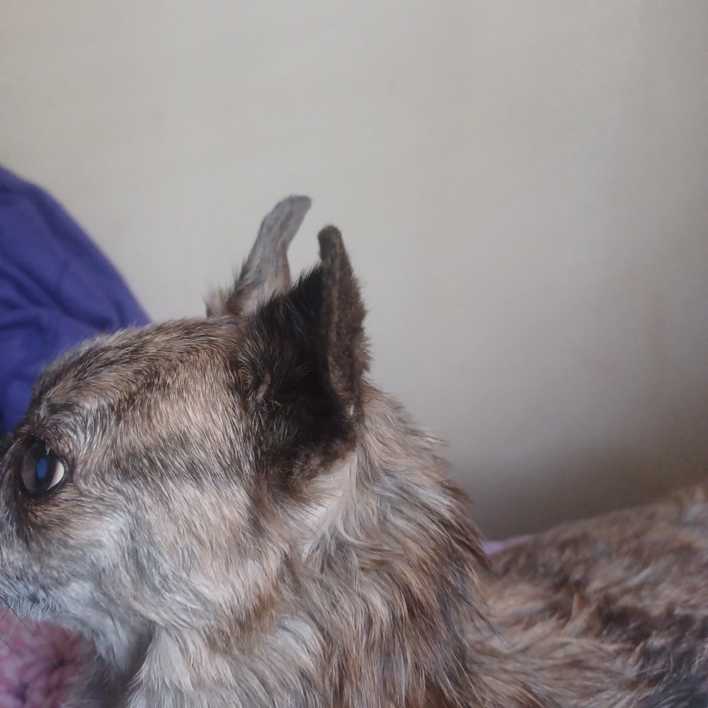 Preserved Pets - They carved the polystyrene foam in the neck in such a way her hair won't lay down - Taxidermy Near Me - Moreno Valley, California