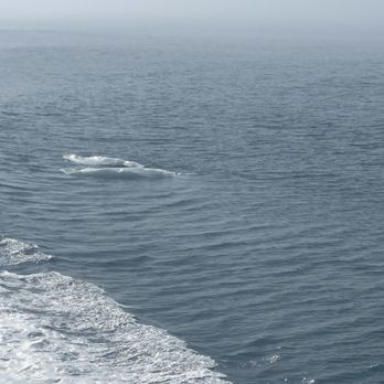 Kenai Fjords Tours - Boat Tours Near Me - Seward, Alaska