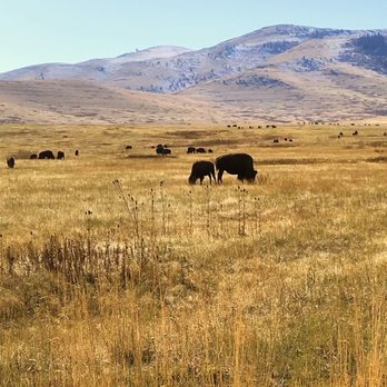 CSKT Bison Range - Bison grazing - Kids Activities Near Me - Charlo, Montana
