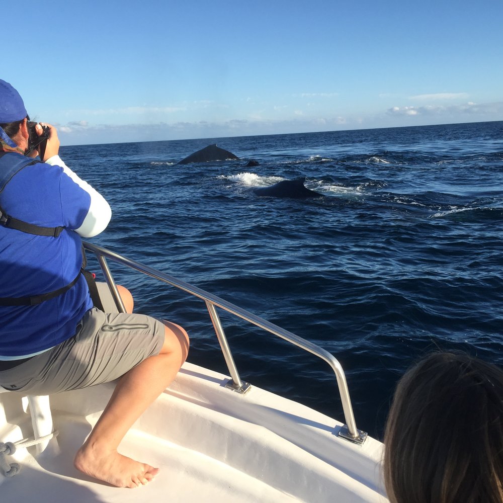 Whale Watch Cabo - Tours Near Me - Cabo San Lucas, BCS Whale Watch Cabo - Tours Near Me - Cabo San Lucas, BCS