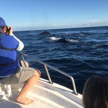 Whale Watch Cabo - Tours Near Me - Cabo San Lucas, BCS Whale Watch Cabo - Tours Near Me - Cabo San Lucas, BCS
