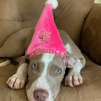 Furever Loving Care - My little elf - Pet Boarding Near Me