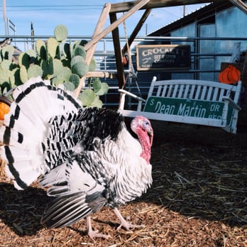 McKee Ranch - Finally spotted a turkey in real life! Check that off my bucket list! - Ranches Near Me - Las Vegas, Nevada McKee Ranch - Finally spotted a turkey in real life! Check that off my bucket list! - Ranches Near Me - Las Vegas, Nevada
