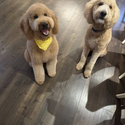 My goldendoodles looking their best and fluffy. Just the way I like it!