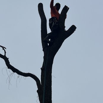 Morales Professional Tree Service - No Job too small
No Tree is to tall ..
Removal of tree safely all the way to ground level as customer requested.. - Tree Services Near Me Morales Professional Tree Service - No Job too small
No Tree is to tall ..
Removal of tree safely all the way to ground level as customer requested.. - Tree Services Near Me