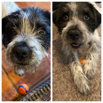 You Dirty Dog - This guy had some crazy face hair. So thankful they were able to trim it for us. - Pet Groomers Near Me - Palm Desert, California You Dirty Dog - This guy had some crazy face hair. So thankful they were able to trim it for us. - Pet Groomers Near Me - Palm Desert, California