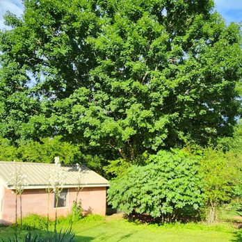 Schneider Tree Care - Maple also split - needed bracing and trim. - Tree Services Near Me - Taylors, South Carolina Schneider Tree Care - Maple also split - needed bracing and trim. - Tree Services Near Me - Taylors, South Carolina