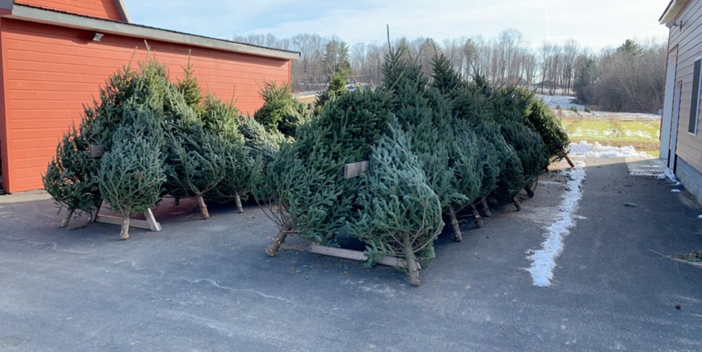 Goode Trees and Wreaths - beekeeping in Ballston Spa, NY
