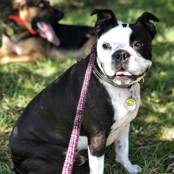 Tru Mission K9s - Pet Training Near Me - Loris, South Carolina Tru Mission K9s - Pet Training Near Me - Loris, South Carolina