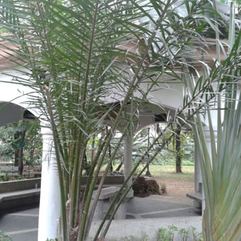Washington Sycip Park - Parks Near Me - Makati, NCR Washington Sycip Park - Parks Near Me - Makati, NCR