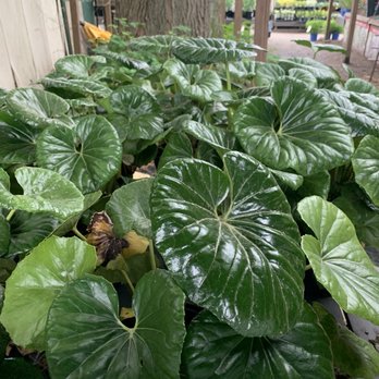 McDonald Garden Center - Nurseries & Gardening Near Me - Virginia Beach, Virginia McDonald Garden Center - Nurseries & Gardening Near Me - Virginia Beach, Virginia