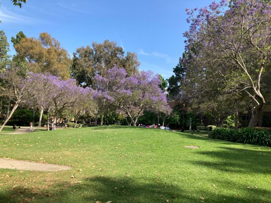 Franklin D. Murphy Sculpture Garden by null