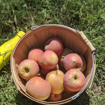 Lucky You Orchards - Ripon - Pick Your Own Farms Near Me - Ripon, California Lucky You Orchards - Ripon - Pick Your Own Farms Near Me - Ripon, California
