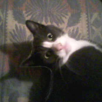 Pet's Best Bet - The Main Cat - Pet Sitting Near Me Pet's Best Bet - The Main Cat - Pet Sitting Near Me