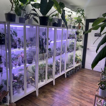 The Plant Sitter - Consignment cabinets, anthuriums and tons of aroids! - Nurseries & Gardening Near Me - San Jose, California The Plant Sitter - Consignment cabinets, anthuriums and tons of aroids! - Nurseries & Gardening Near Me - San Jose, California