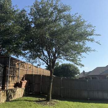Leatherface Tree Service - Backyard -after - Tree Services Near Me - Dallas, Texas Leatherface Tree Service - Backyard -after - Tree Services Near Me - Dallas, Texas