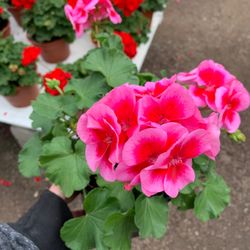 Whiteford Greenhouse