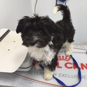 The Perfect Puppy - Happy healthy Havanese boy!! - Pet Stores Near Me - Scituate, Rhode Island The Perfect Puppy - Happy healthy Havanese boy!! - Pet Stores Near Me - Scituate, Rhode Island