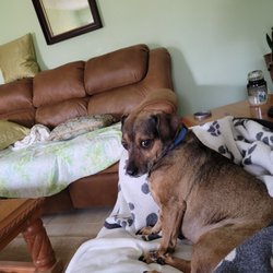 Fire Dawgs Junk Removal Houston - Here's an idea of the overstuffed furniture