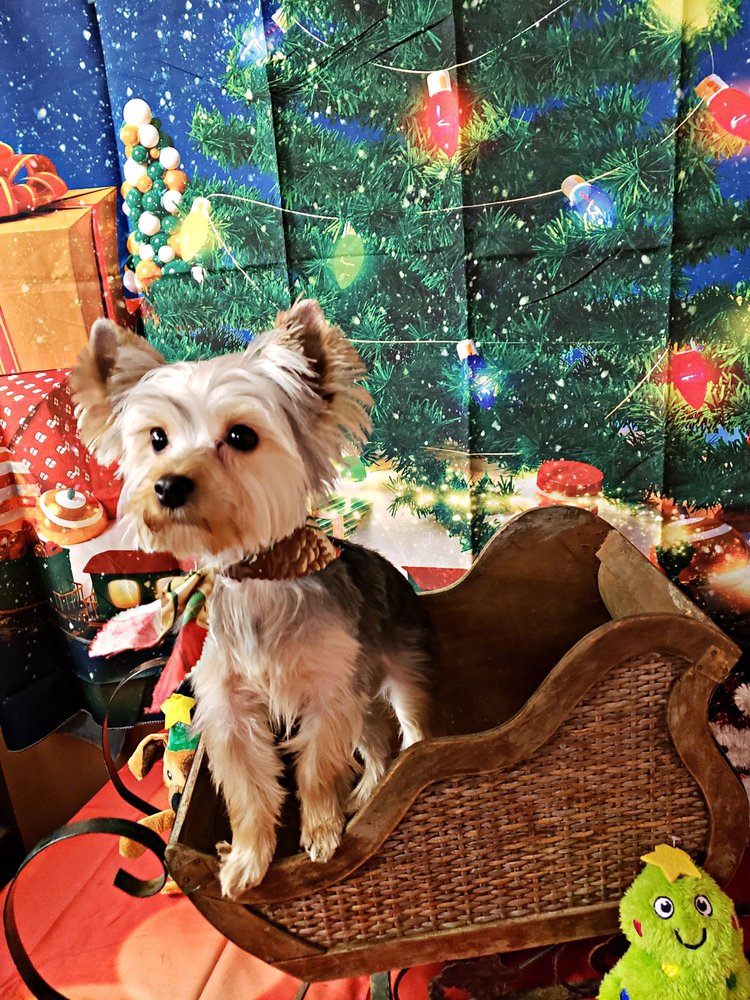 SOUTHPAWS GROOMING 87 Photos & 11 Reviews Pet Groomers 6933 E