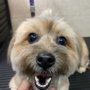 Photo of Puppy World - Miami