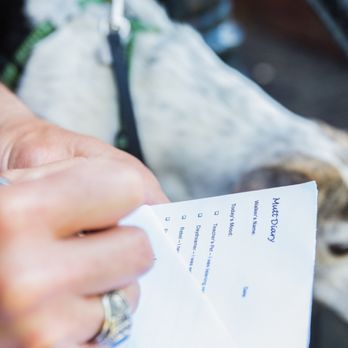 Metro Mutts - Award-winning dog walking. Metro Mutt, we give your Mutt our full attention. - Dog Walkers Near Me - Washington, DC, District of Columbia